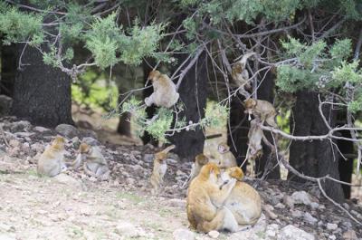 Grupo de macacos de Berbería salvajes en el Parque Nacional de Ifrane, donde AAP ha trabajado en el hábitat en favor de este primate amenazado. Recientemente, 35 ejemplares han sido trasladados del Zoo de Rabat a otro parque nacional, Tazekka, donde la especie estaba extinta. Ambos parques están en el Atlas medio marroquí.