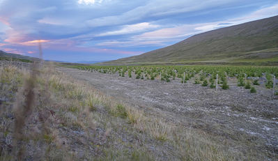 Plantación vallada de alerce siberiano (Larix sibirica) para evitar la entrada de ganado, sobre todo ovejas (foto: Frederic Ferrando).