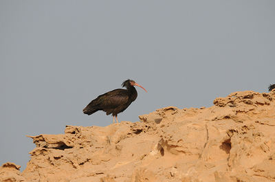 Un ibis eremita en un acantilado de la Reserva "Costa de las focas", fotografiado el pasado 3 de febrero 