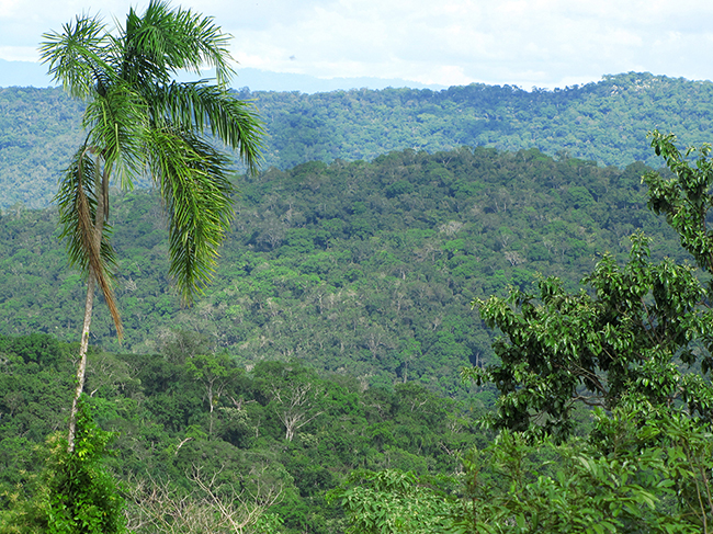 Panorámica del bosque tropical seco de la Concesión para Conservación Ojos de Agua, en el departamento de San Martín (Perú). 