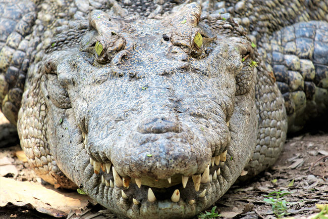 Primer plano de un cocodrilo siamés, especie catalogada como “En peligro crítico” (foto: Pablo Sinovas). 