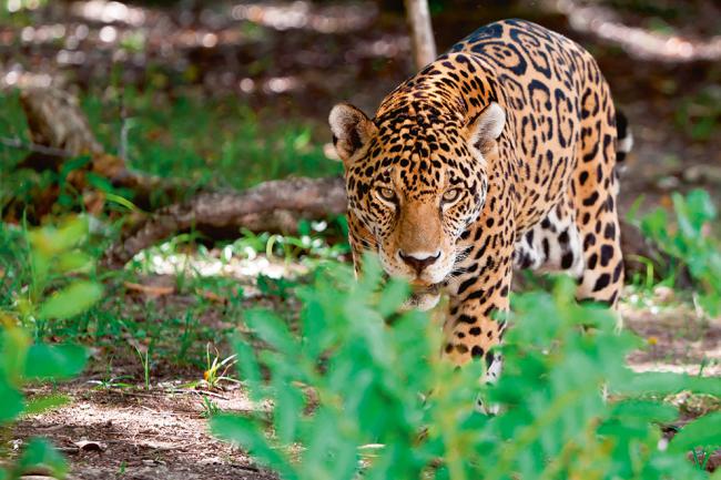 Un jaguar fotografiado en la península del Yucatán (México) observa de forma acechante (foto: Patryk Kosmider/ Shutterstock).