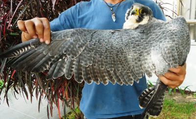 Hembra de halcón peregrino procedente de Canadá y rescatada en Lima (Perú) por el cetrero Álvaro García después de haber chocado con un rascacielos (foto: Óscar Beingolea).