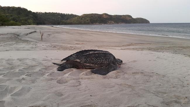 Una tortuga laúd regresa al mar después de desovar en Playa Cabuyal (Costa Rica). Foto: Karla Hernández.