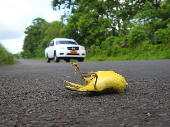 Reinita de manglar de Galápagos atropellada en la carretera de la Isla de Santa Cruz, en Galápagos (foto: Antonio Román Muñoz).