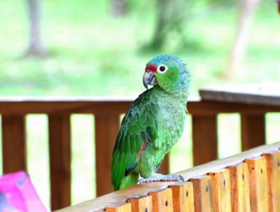 Amazona frentirroja (Amazona autumnalis) encontrada como mascota en una casa durante el estudio (foto: José Luis Tella).