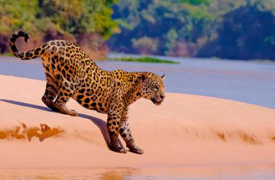 Un jaguar a orillas del río Cuibaba, en el Gran Pantanal de Brasil, se dispone a entrar en el agua (foto: reisegraf.ch / Shutterstock).