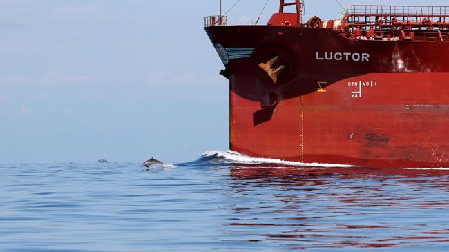 Un delfín mular nada delante de la proa de un gran buque (foto: Morigenos).