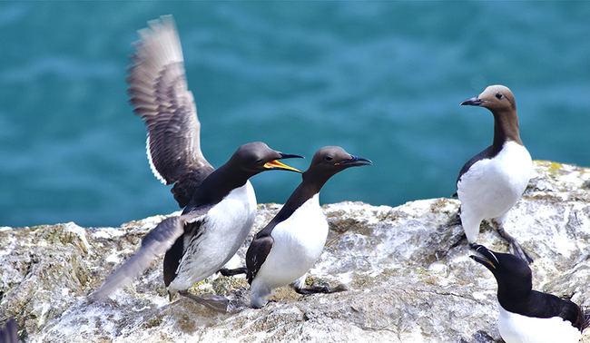 Varios araos comunes, el ave marina más representativa de la isla escocesa de Handa, junto a un alca común (foto: Frederic Ferrando).