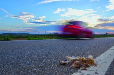 Lechuza atropellada en una carretera. Eliminar puntos negros para estas aves es el objetivo de un nuevo proyecto puesto en marcha en el Reino Unido.