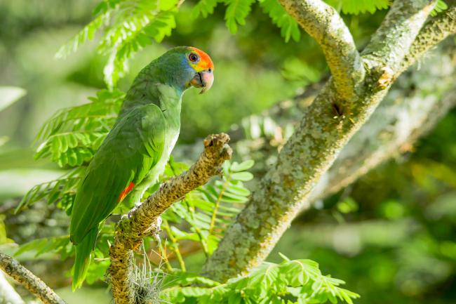 Ejemplar de amazona coronirroja o de frente roja (Amazona rhodocorytha), endémica de la mata atlántica de Brasil (foto: Sylvio Adalberto).