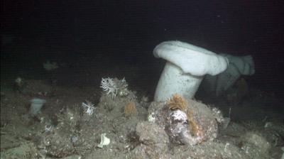 Esponjas de la especie Asconema setubalense, propias de aguas profundas, junto a corales blancos y gorgonias, en el mar de Alborán (foto: Instituto Español de Oceanografía).
