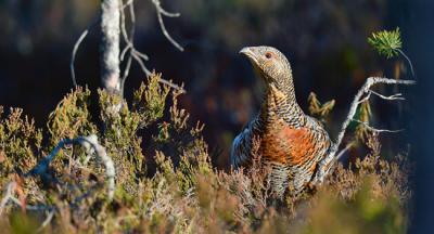 Hembra adulta de urogallo en un bosque del este de Europa (foto: Sergei Uriadnikov / 123RF).