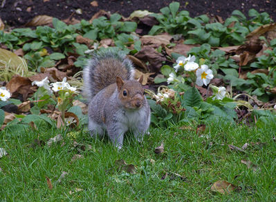 Ardilla gris en el suelo, en el Hyde Park de Londres (foto: Frederic Ferrando).