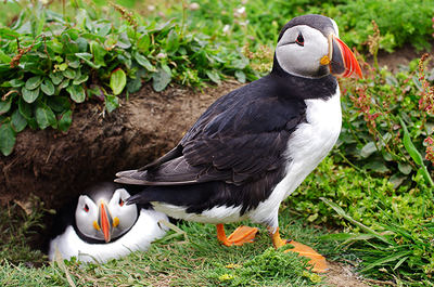 Pareja de frailecillos junto al nido en forma de tubo que han excavado en el suelo (foto: Frederic Ferrando).