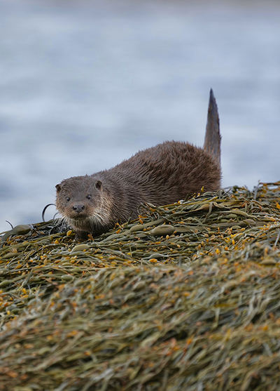 Una nutria observa sobre un sustrato de algas, durante una marea baja en la zona de Loch Scridain, en la isla escocesa de Mull (foto: Frederic Ferrando).