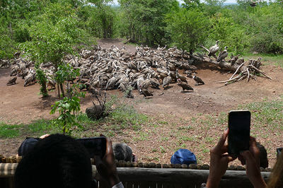 Agrupación de buitres dorsiblancos africanos (Gyps africanus) y alimoches sombríos (Necrosyrtes monachus) habituados a la presencia humana en un muladar próximo al hotel de Victoria Falls (Zimbabue) donde se desarrolló el Congreso Ornitológico Panafricano (foto: José Rafael Garrido).