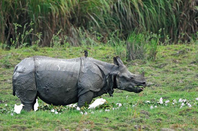 El rinoceronte indio es una de las más de treinta especies de megaherbívoros utilizadas como especies objetivo en el estudio (foto: Jesús Rodríguez Osorio).