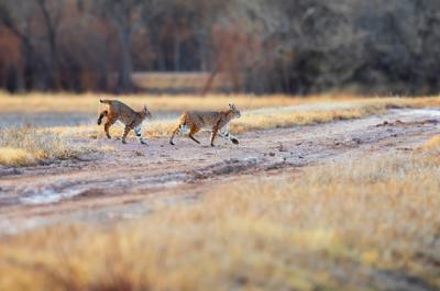 Una hembra de lince rojo y su cría transitan por una zona de monte abierto (foto: Michal / Adobe Stock).