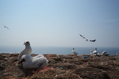 Restos de redes de pesca de todo tipo de formas y colores pueden encontrarse en los nidos de la colonia de alcatraz atlántico de la isla de Helgoland (Alemania). Foto: Frederic Ferrando.