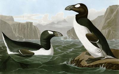 Pareja de alcas gigantes (Pinguinus impennis) en un ambiente marino. Lámina de John James Audubon.