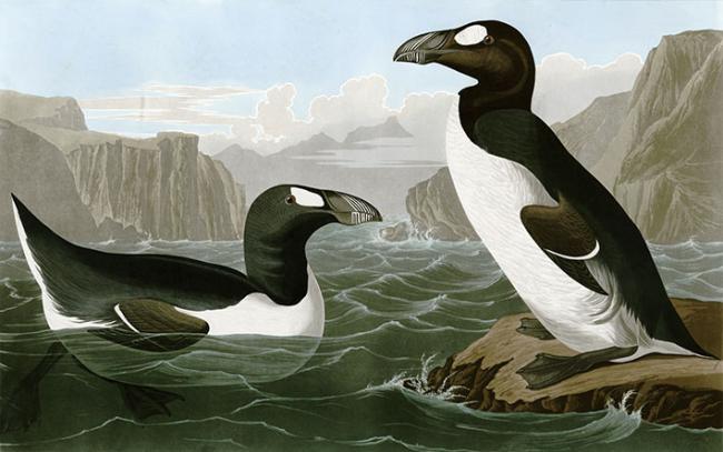 Pareja de alcas gigantes (Pinguinus impennis) en un ambiente marino. Lámina de John James Audubon.