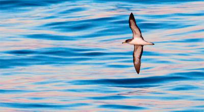 Una pardela cenicienta atlántica vuela sobre la superficie marina (foto: AGAMI / Adobe Stock).