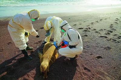 Personal especializado encuentra un lobo marino posiblemente infectado con el virus H5N1 en una playa peruana. Foto: Servicio Nacional de Áreas Naturales Protegidas de Perú (Sernanp).