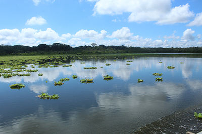 Panorámica de la laguna de Limoncocha, en la Amazonía ecuatoriana. Arriba, avetrigre colorada o garza tigre (Tigrisoma lineatum) observada durante una jornada de seguimiento de aves acuáticas en este humedal (fotos: Juan Neira).