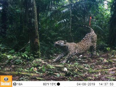 Imagen de fototrampeo de un jaguar (foto: WWF).
