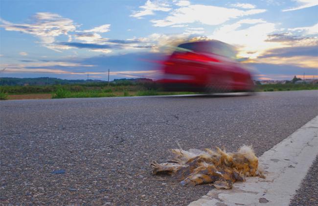 Lechuza atropellada en una carretera. Eliminar puntos negros para estas aves es el objetivo de un nuevo proyecto puesto en marcha en el Reino Unido (foto: Frederic Ferrando).