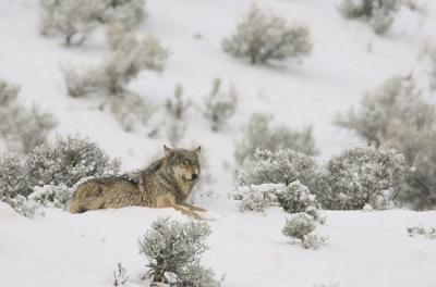 Un lobo reposa sobre la nieve en el Parque Nacional de Yellowstone. Foto: Yellowstone National Park / Wikicommons.