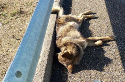 Lobo atropellado el pasado 12 de febrero al acceder al interior de la autovía A-52, en Requejo de Sanabria (Zamora).