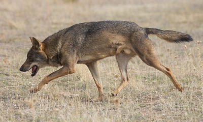 Lobo ibérico en condiciones de semicautividad (foto: Carlos Delgado / Wikicommons).