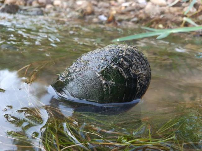 Ejemplar de margaritona (Margaritifera auricularia).