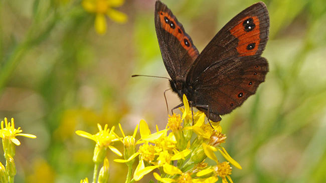 Primer plano de 'Erebia palarica', una mariposa endémica del noroeste de España (foto: Enrique García-Barros).