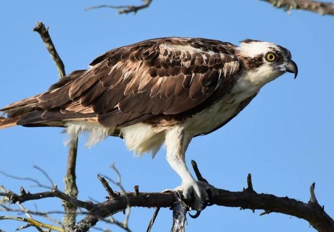 Los científicos encontraron microplásticos en diferentes aves rapaces, como el águila pescadora de la imagen (foto: Linda Walters, Universidad de Florida Central).