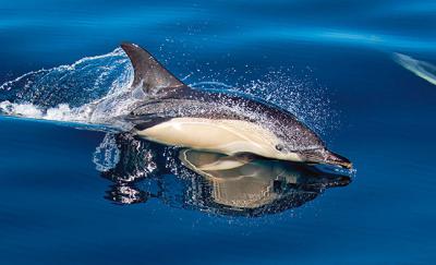 Un delfín común nada sobre la superficie del mar 