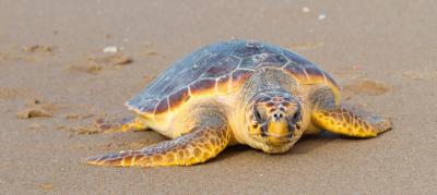 Una tortuga boba se desplaza por una playa (foto: Benjamín Albiach Galán / Shutterstock).