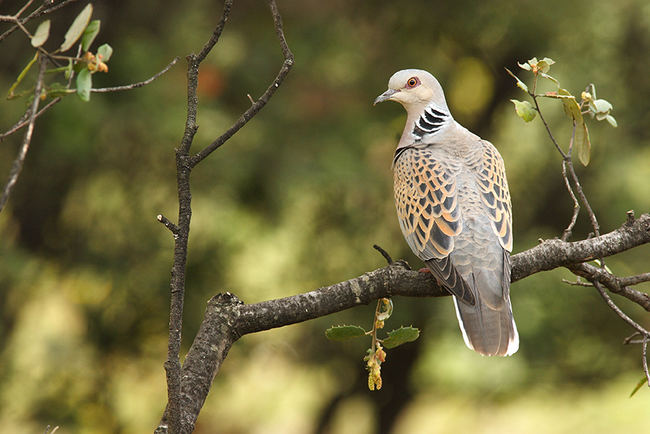 Tórtola europea posada en la rama de una encina (foto: Eduardo Ruiz Baltanás).