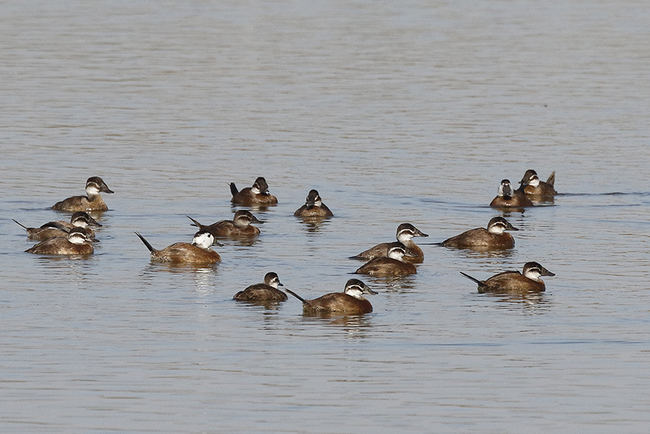 Grupo de malvasías cabeciblancas en el Parque Natural de El Hondo (Alicante).