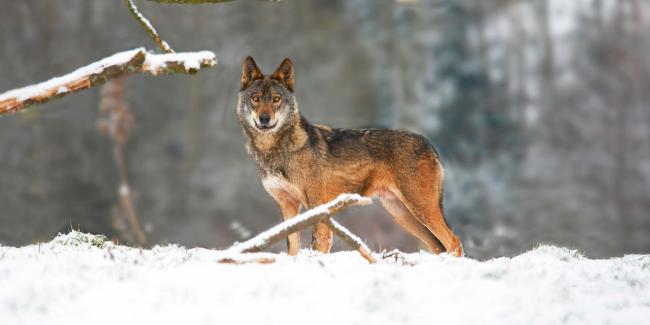 Lobo ibérico en un paisaje nevado (foto: slowmotiongli / Shutterstock).