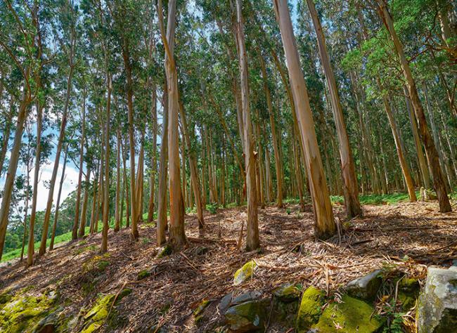 Repoblación de eucaliptos en Galicia (foto: lunamarina / Shutterstock).