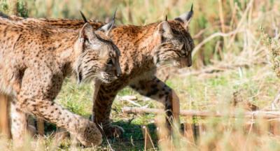 Hembra de lince ibérico con su cría (foto: miguellm / Shutterstock).