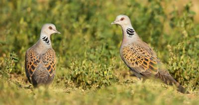 Pareja de tórtolas europeas (foto: giedriius / 123rf).