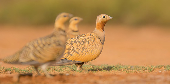 Una ganga ortega –en posición más adelantada– junto a dos gangas ibéricas (foto: lookingatnature / 123RF).