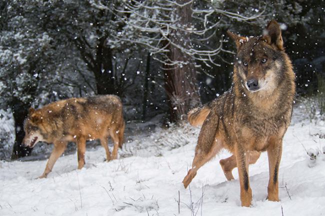 Lobos ibéricos fotografiados en condiciones de semicautividad en un paisaje nevado (foto: Ramón Carretero / 123RF).