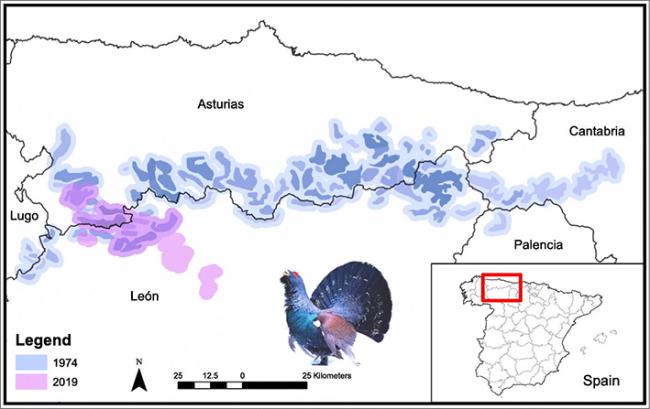 Este mapa refleja que el área ocupada por el urogallo en la cordillera Cantábrica se ha reducido más de un 80% desde la década de los setenta.