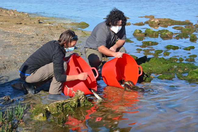 Dos técnicos de Anse liberan en el Mar Menor anguilas dotadas de marcas externas para su seguimiento (foto: Pedro García / Anse).