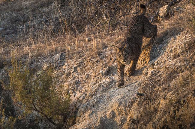 Un lince ibérico de Sierra Morena desciendo por una ladera (foto: Ugo Mellone).